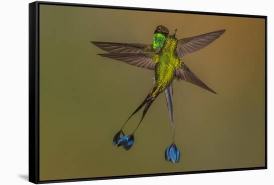 White-booted racket-tail hummingbirds, Ecuador-Art Wolfe Wolfe-Framed Stretched Canvas