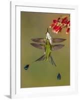 White-booted racket-tail hummingbirds, Ecuador-Art Wolfe Wolfe-Framed Photographic Print