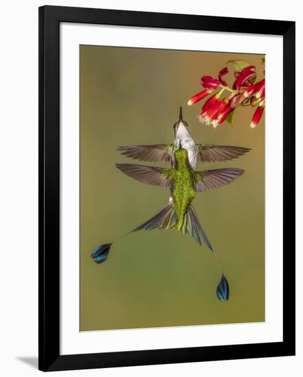 White-booted racket-tail hummingbirds, Ecuador-Art Wolfe Wolfe-Framed Photographic Print