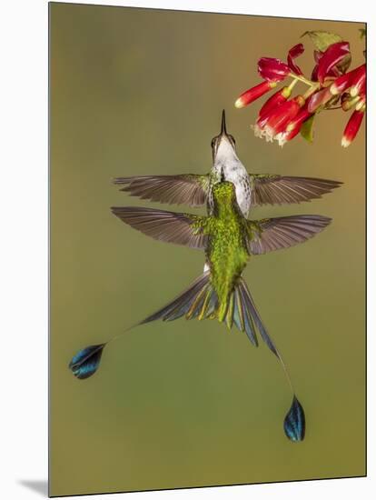 White-booted racket-tail hummingbirds, Ecuador-Art Wolfe Wolfe-Mounted Photographic Print