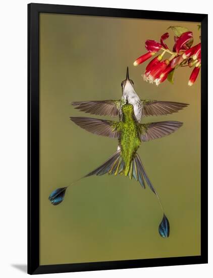 White-booted racket-tail hummingbirds, Ecuador-Art Wolfe Wolfe-Framed Photographic Print