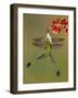 White-booted racket-tail hummingbirds, Ecuador-Art Wolfe Wolfe-Framed Photographic Print