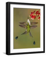 White-booted racket-tail hummingbirds, Ecuador-Art Wolfe Wolfe-Framed Photographic Print