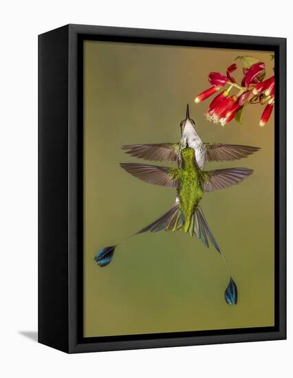 White-booted racket-tail hummingbirds, Ecuador-Art Wolfe Wolfe-Framed Stretched Canvas