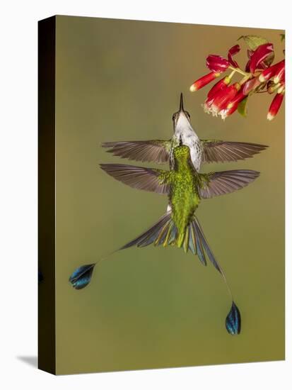 White-booted racket-tail hummingbirds, Ecuador-Art Wolfe Wolfe-Stretched Canvas