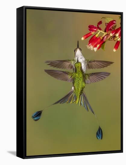 White-booted racket-tail hummingbirds, Ecuador-Art Wolfe Wolfe-Framed Stretched Canvas