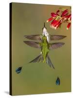 White-booted racket-tail hummingbirds, Ecuador-Art Wolfe Wolfe-Stretched Canvas
