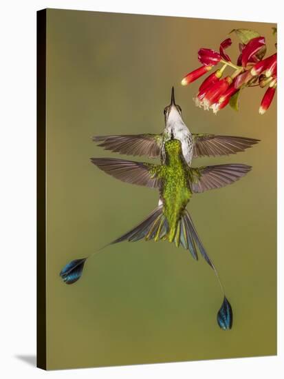 White-booted racket-tail hummingbirds, Ecuador-Art Wolfe Wolfe-Stretched Canvas