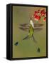 White-booted racket-tail hummingbirds, Ecuador-Art Wolfe Wolfe-Framed Stretched Canvas