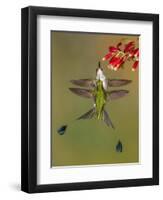 White-booted racket-tail hummingbirds, Ecuador-Art Wolfe Wolfe-Framed Photographic Print