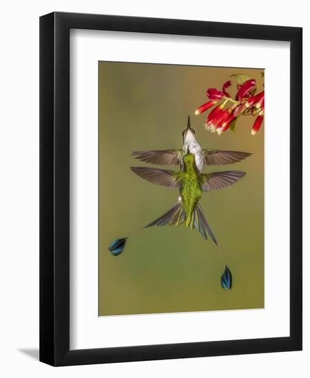 White-booted racket-tail hummingbirds, Ecuador-Art Wolfe Wolfe-Framed Photographic Print