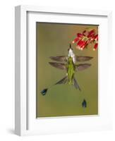 White-booted racket-tail hummingbirds, Ecuador-Art Wolfe Wolfe-Framed Photographic Print