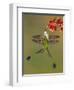 White-booted racket-tail hummingbirds, Ecuador-Art Wolfe Wolfe-Framed Photographic Print