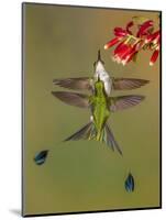 White-booted racket-tail hummingbirds, Ecuador-Art Wolfe Wolfe-Mounted Photographic Print