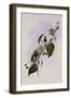 White-Booted Racket-Tail, Spathura Underwood-John Gould-Framed Giclee Print