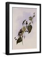 White-Booted Racket-Tail, Spathura Underwood-John Gould-Framed Giclee Print