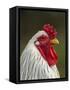 White Brahma Rooster, Gallus Gallus Domestic, Florida-Maresa Pryor-Framed Stretched Canvas