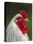 White Brahma Rooster, Gallus Gallus Domestic, Florida-Maresa Pryor-Stretched Canvas