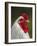 White Brahma Rooster, Gallus Gallus Domestic, Florida-Maresa Pryor-Framed Photographic Print