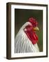 White Brahma Rooster, Gallus Gallus Domestic, Florida-Maresa Pryor-Framed Photographic Print