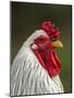 White Brahma Rooster, Gallus Gallus Domestic, Florida-Maresa Pryor-Mounted Photographic Print