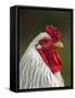 White Brahma Rooster, Gallus Gallus Domestic, Florida-Maresa Pryor-Framed Stretched Canvas