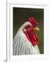 White Brahma Rooster, Gallus Gallus Domestic, Florida-Maresa Pryor-Framed Photographic Print