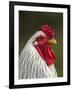 White Brahma Rooster, Gallus Gallus Domestic, Florida-Maresa Pryor-Framed Photographic Print