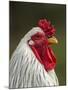 White Brahma Rooster, Gallus Gallus Domestic, Florida-Maresa Pryor-Mounted Photographic Print