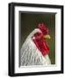 White Brahma Rooster, Gallus Gallus Domestic, Florida-Maresa Pryor-Framed Photographic Print