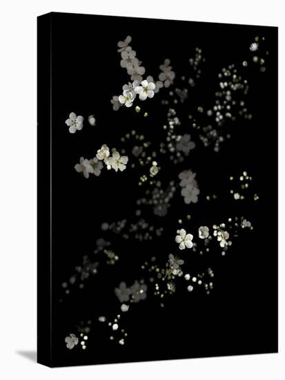 White Branches - White Plum Blossoms-Doris Mitsch-Stretched Canvas