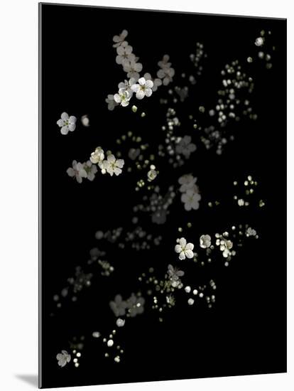 White Branches - White Plum Blossoms-Doris Mitsch-Mounted Photographic Print