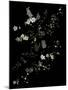 White Branches - White Plum Blossoms-Doris Mitsch-Mounted Photographic Print
