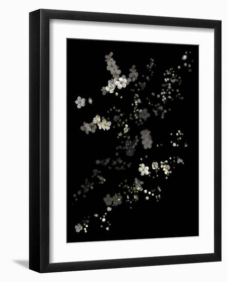 White Branches - White Plum Blossoms-Doris Mitsch-Framed Photographic Print