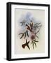 White-Breasted Amazili, Amazilia Leucoph?a-John Gould-Framed Giclee Print