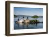 White-Breasted Cormorants (Phalacrocorax Lucidus)-Michael-Framed Photographic Print