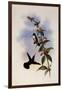 White-Breasted Emerald, Thaumatias Candidus-John Gould-Framed Giclee Print