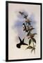 White-Breasted Emerald, Thaumatias Candidus-John Gould-Framed Giclee Print