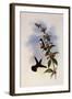 White-Breasted Emerald, Thaumatias Candidus-John Gould-Framed Giclee Print