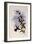 White-Breasted Emerald, Thaumatias Candidus-John Gould-Framed Giclee Print