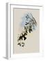White-Breasted Erythronote, Erythronota Niveiventris-John Gould-Framed Giclee Print