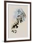 White-Breasted Erythronote, Erythronota Niveiventris-John Gould-Framed Giclee Print