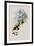 White-Breasted Erythronote, Erythronota Niveiventris-John Gould-Framed Giclee Print