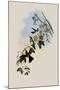White-Breasted Erythronote, Erythronota Niveiventris-John Gould-Mounted Giclee Print