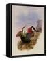 White-Breasted Leucippus, Leucippus Chionogaster-John Gould-Framed Stretched Canvas