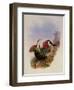 White-Breasted Leucippus, Leucippus Chionogaster-John Gould-Framed Giclee Print