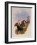 White-Breasted Leucippus, Leucippus Chionogaster-John Gould-Framed Giclee Print