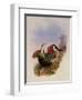 White-Breasted Leucippus, Leucippus Chionogaster-John Gould-Framed Giclee Print