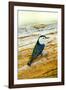 White-breasted Nuthatch perched on bark of willow tree.-Larry Ditto-Framed Photographic Print