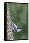 White-Breasted Nuthatch Perching on Tree Trunk-Gary Carter-Framed Stretched Canvas